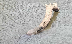¡Peligro! Avistan otros cinco cocodrilos en el Parque Las Riberas, de Culiacán