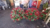 Esperan ventas del 70 por ciento en flores por el Día de Muertos