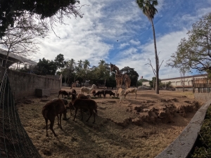 El Zoológico de Culiacán es una buena alternativa para visitar esta Semana Santa