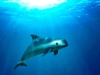 México es sancionado por no proteger a la vaquita marina