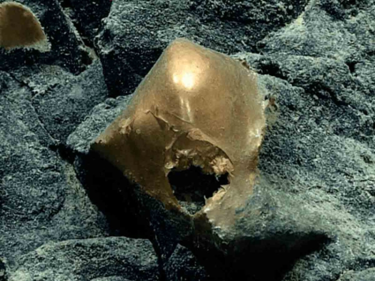 Misterioso &#039;huevo de oro&#039; hallado en el fondo del mar de Alaska desconcierta a los científicos
