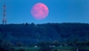 Superluna Rosa de abril 2021, &iquest;cu&aacute;ndo es y por qu&eacute; se llama as&iacute;?