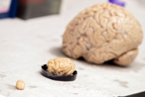 Elon Musk espera que el chip cerebral de Neuralink comience pruebas en humanos dentro de 6 meses