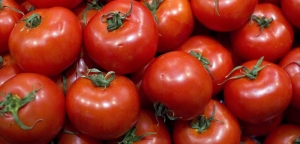 Economistas estadounidenses estiman incremento del 10 por ciento del tomate mexicano en los EEUU