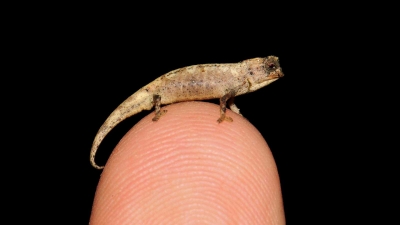Descubren en Madagascar el reptil más pequeño del mundo