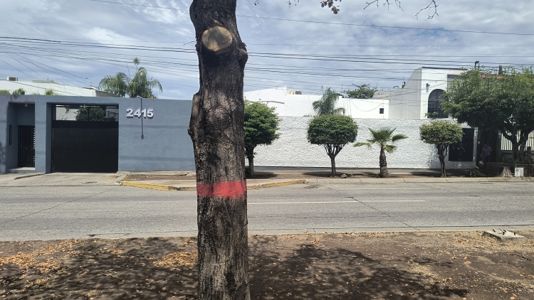 Denuncian vecinos del bulevar Las Américas tala indiscriminada de árboles por el municipio