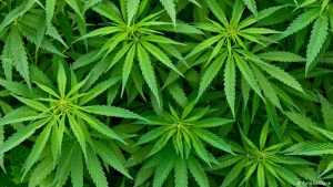 Arrestan a dos hombres de California en Alabama, tenían mil toneladas de marihuana