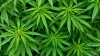 Arrestan a dos hombres de California en Alabama, ten&iacute;an mil toneladas de marihuana