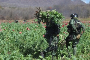 Destruye el Ej&eacute;rcito 6.5 h de amapola en Mocorito