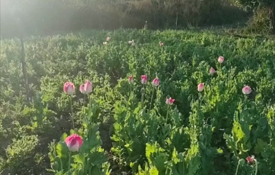 Ej&eacute;rcito Mexicano localiza tres plant&iacute;os de amapola en Sinaloa
