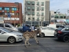 Cebra se escapa de zool&oacute;gico a plena luz del d&iacute;a y genera caos en calles de Se&uacute;l