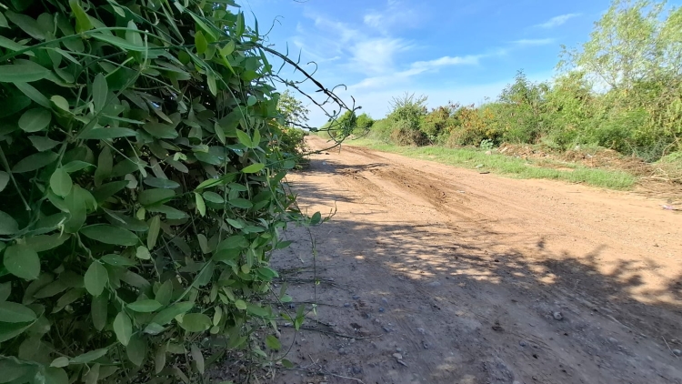 Lo matan a balazos y le encintan el rostro; tiran su cuerpo sobre un camino de terracer&iacute;a, en Navolato