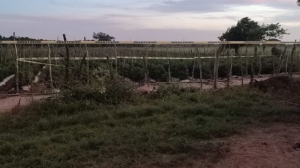 Matan a menor jornalero agrícola en parcela de sandías, en El Roble, Mazatlán