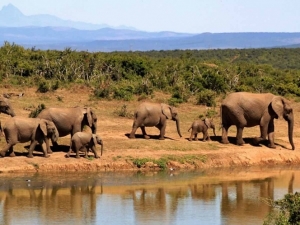 Alertan: elefantes africanos están en peligro de extinción