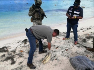 Salvavidas encuentra cráneo de cocodrilo en zona hotelera de Cancún