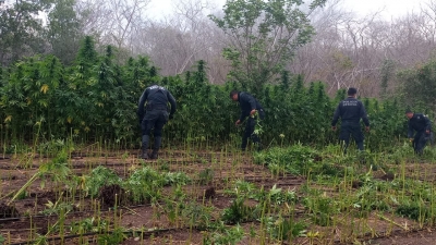 Policía Estatal quema plantíos de presunta marihuana durante operativo en Mazatlán