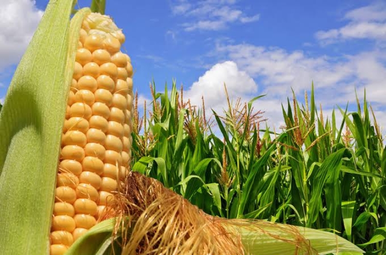 México tiene una vergonzosa dependencia del maíz de importación, lamentan agricultores