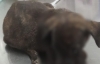 Por el presunto delito de maltrato o crueldad en contra de animales dom&eacute;sticos, es detenido por Polic&iacute;as de la SSPyTM