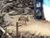 Familia compra un zorro creyendo que era perro; vecinos le temen