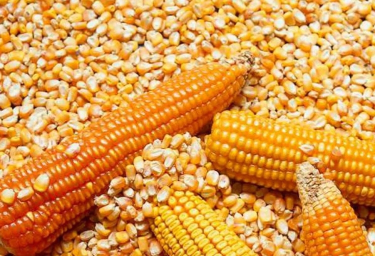 AMLO aumentará precio de compra de maíz a productores de Sinaloa