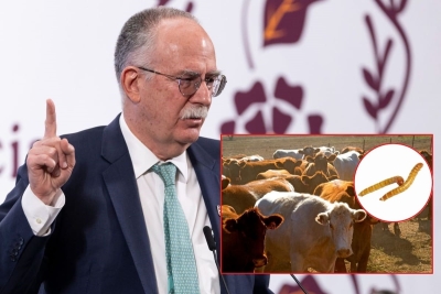 Senadores exigen la renuncia de Julio Berdegué, Secretario de Agricultura, por el gusano barrenador