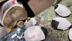 Rescatan a tortugas escondidas en calcetas en aeropuerto de SLP