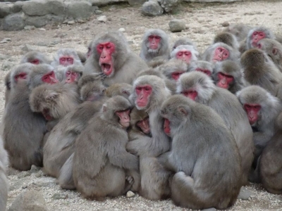 Macacos aterrorizan ciudad en Jap&oacute;n; hay 42 heridos