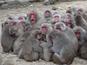 Macacos aterrorizan ciudad en Jap&oacute;n; hay 42 heridos