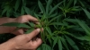 No descarta AMLO dar marcha atrás a la despenalización del uso de la marihuana