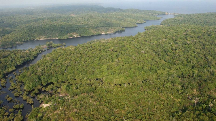 La selva amazónica emitió más dióxido de carbono del que absorbió durante la última década