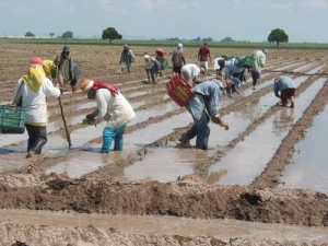 Rechazan productores base del ma&iacute;z a 41 d&oacute;lares propuesta por Segalmex: productores