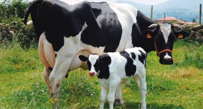 Piden ganaderos que les reciba leche Liconsa