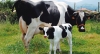 Piden ganaderos que les reciba leche Liconsa