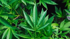 AMLO pide actuar con responsabilidad ante aprobaci&oacute;n de uso l&uacute;dico de mariguana