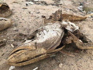 Uni&oacute;n Europea exige sanciones comerciales contra M&eacute;xico por vaquita marina