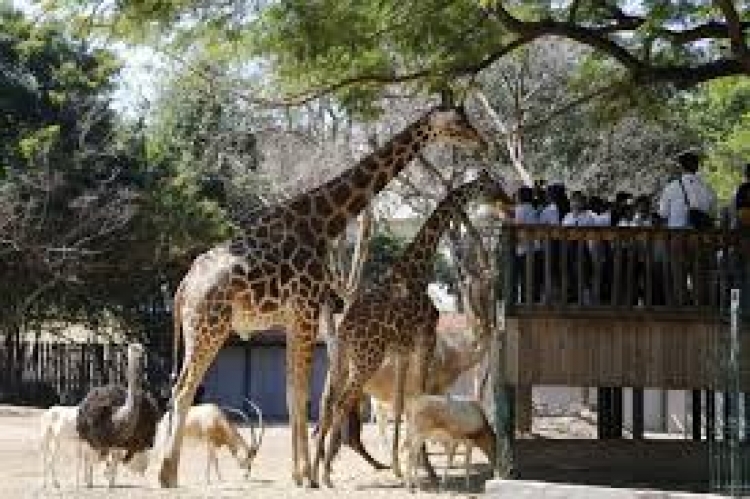 Por ignorancia, diputados locales repiten propuestas de la Ley Federal para la protección animal