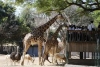 Por ignorancia, diputados locales repiten propuestas de la Ley Federal para la protecci&oacute;n animal
