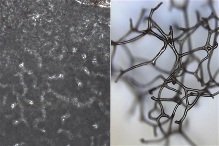 Esponjas, posible forma de vida animal m&aacute;s antigua, seg&uacute;n f&oacute;siles hallados en Canad&aacute;