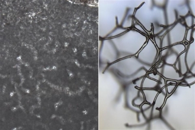 Esponjas, posible forma de vida animal m&aacute;s antigua, seg&uacute;n f&oacute;siles hallados en Canad&aacute;
