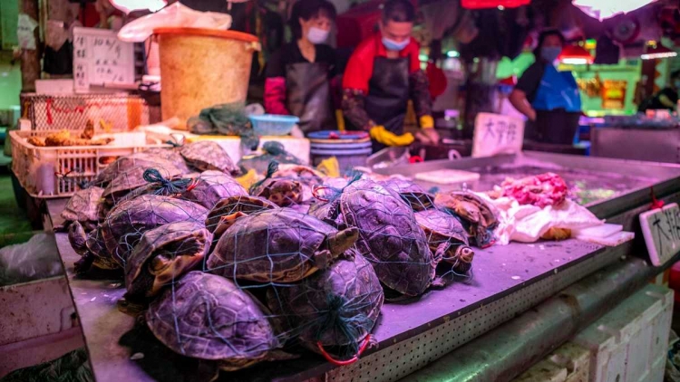 Pide OMS detener venta de animales salvajes en mercados