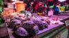 Pide OMS detener venta de animales salvajes en mercados