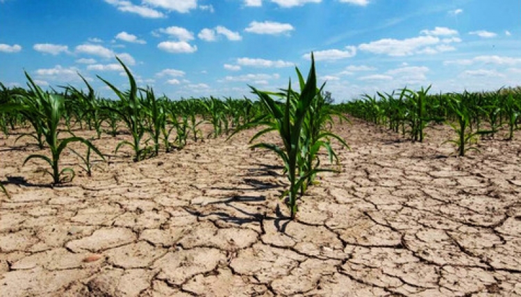 México, con sequía en el 84.9 por ciento del territorio nacional: SMN