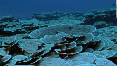 Descubren arrecife con corales gigantes a m&aacute;s de 30 metros de profundidad