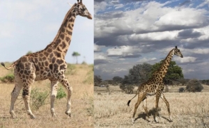 Documentan por primera vez dos jirafas enanas