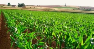 Las 700 mil toneladas de maíz que compró Gobierno del Estado serán una reserva estratégica alimentaria