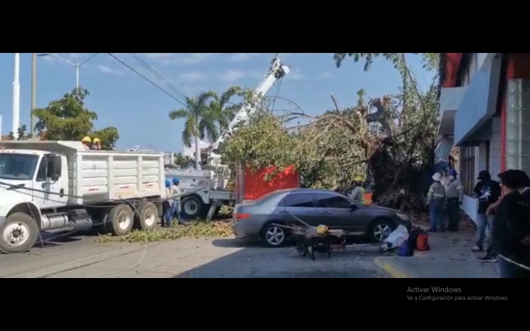 Cae árbol en la Ejército Mexicano y deja sin luz a miles de familias