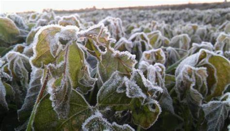 En riesgo los cultivos en las zonas frías del estado, por segunda tormenta invernal del fin de semana: Caades