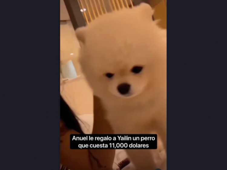 Presume Yailin  perrito de 11 mil dólares que le regalo Anuel de 11