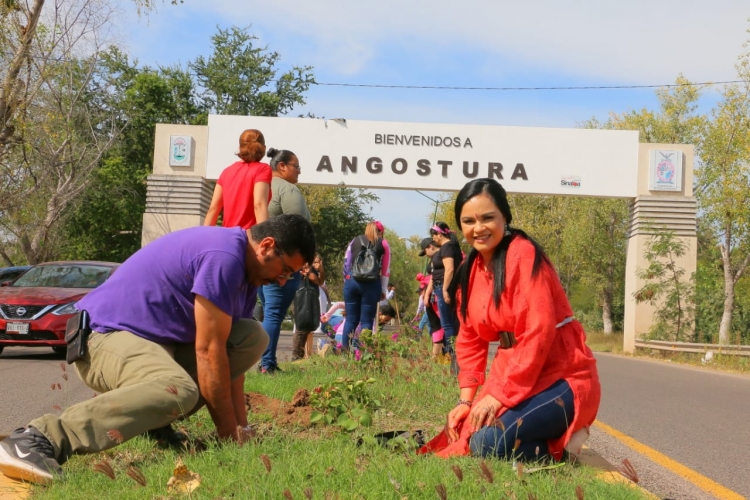 Anuncian reforestación con 10 mil plantas en Angostura, se sembraron más de 500 bugambilias en el Río en Angostura