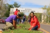 Anuncian reforestación con 10 mil plantas en Angostura, se sembraron más de 500 bugambilias en el Río en Angostura